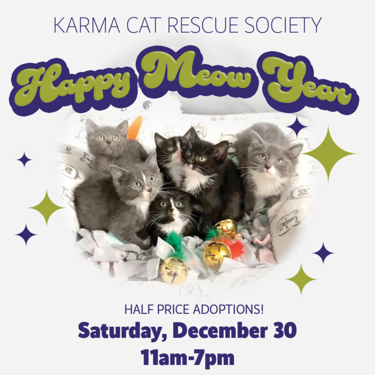 Happy Meow Year Adoption Event