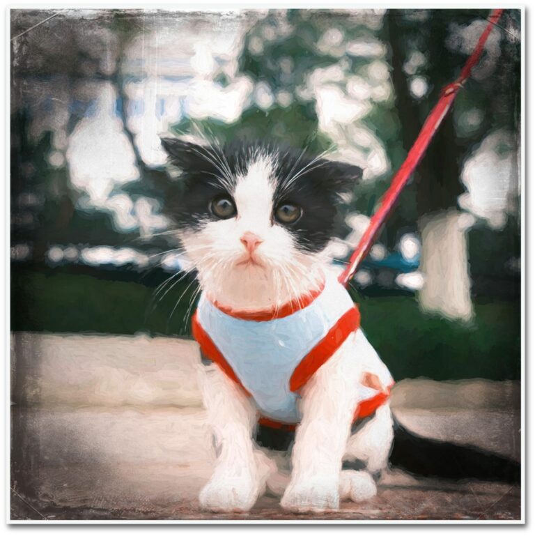 One Paw at a Time: Leash Training for your cat